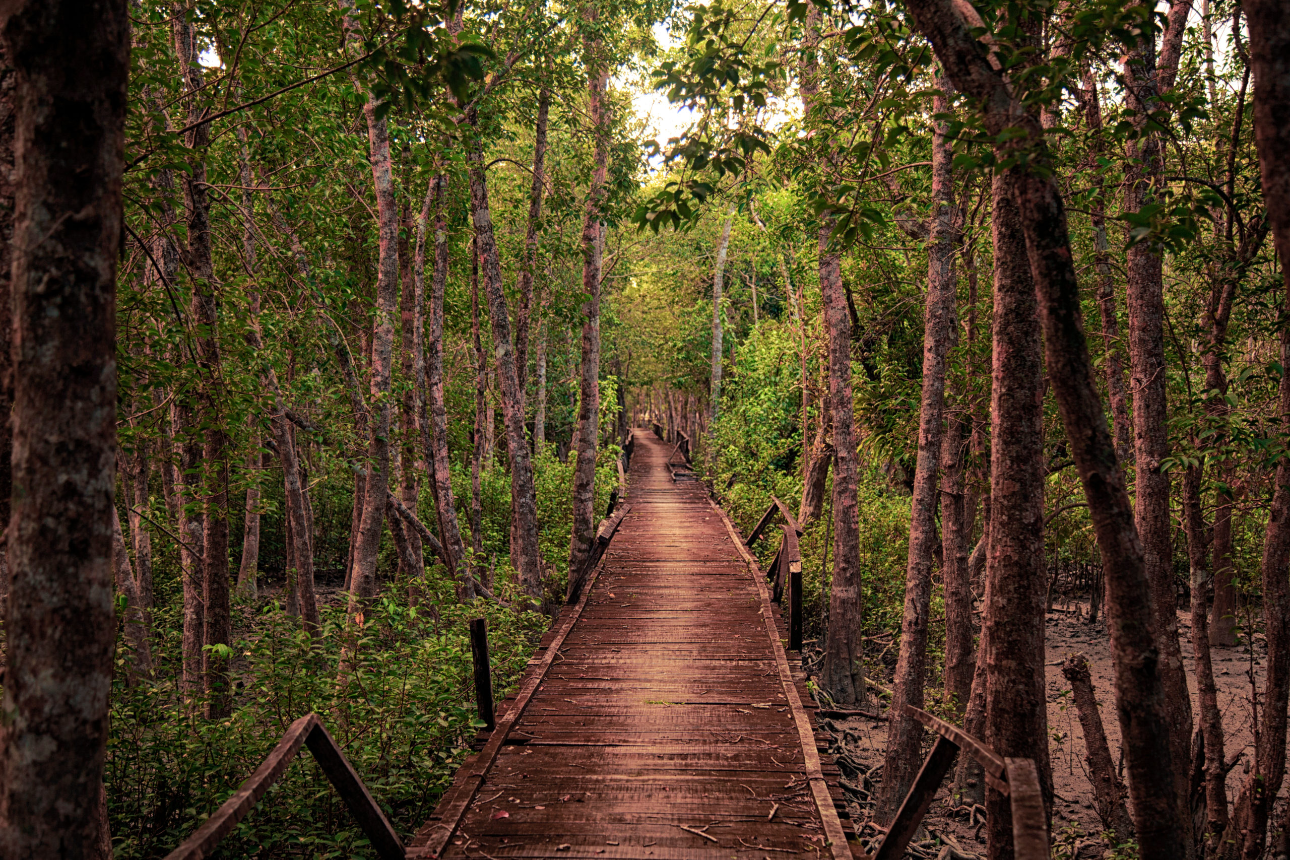 USAID Bangladesh Ecotourism and Conservation Alliance