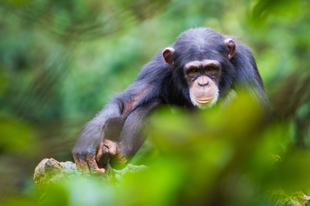 Sierra Leone Wildlife Policy