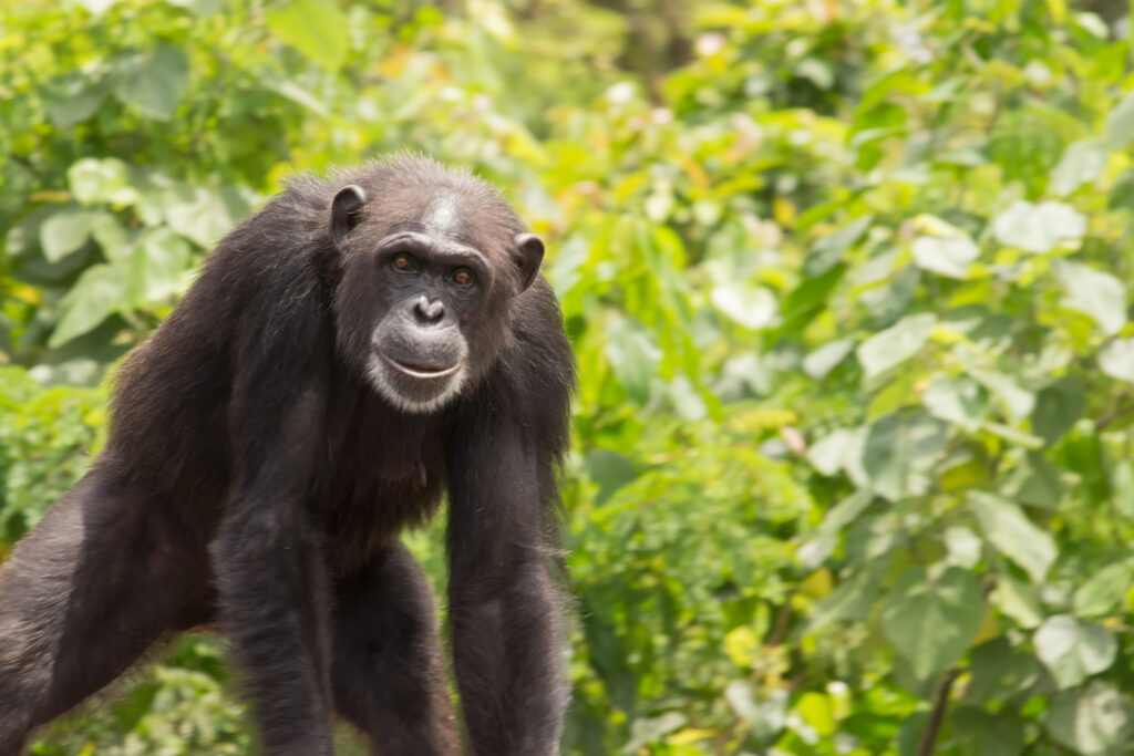 USAID Liberia Conservation Works Activity