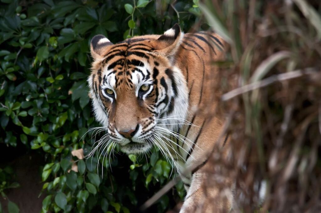 Solimar International - Bengal Tiger Conservation Activity