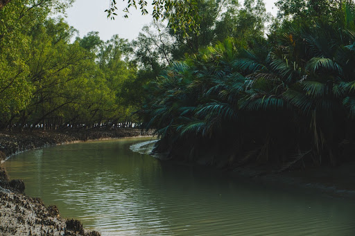 Sunderbands reserve forest in Bangladesh