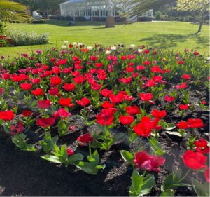 The Bendigo Tulip festival, an event promoted as part of Visit Victoria’s “stay close, go further” destination. Visit Victoria is the lead of Victoria's Destination Marketing Strategy.