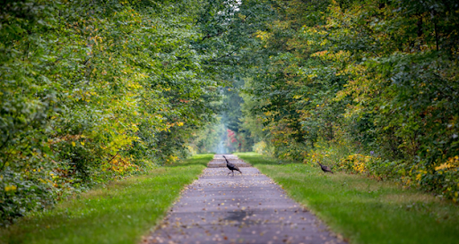 Chester Woods State Trail in Minnesota