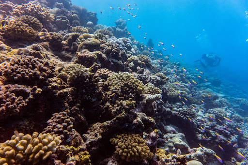 coral reefs threatened by climate change