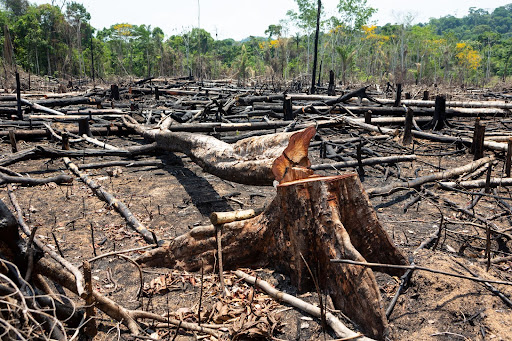world wildlife day 2022 recognizes Deforestation of Amazon rainforest in Brazil for agriculture land, Source: Shutterstock