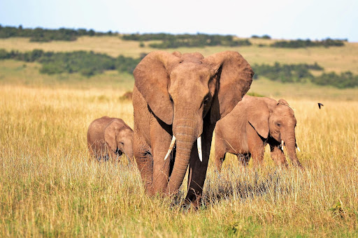 three Elephants in Africa tourism