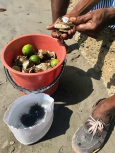 Fisherman shucking oysters and urchins by hand on the beach