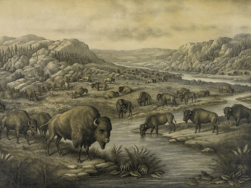Once rich beyond belief in biodiversity, the Great Plains when used effectively held herds of innumerable bison and other animals. (Photo courtesy Smithsonian Magazine) indigenous peoples' day focus