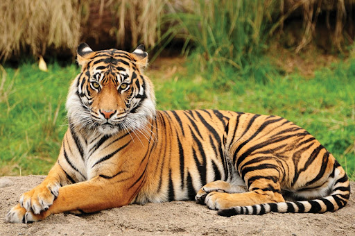 Royal Bengal Tiger, National Animal of Bangladesh is also one of the endangered species. Source: Shutterstock