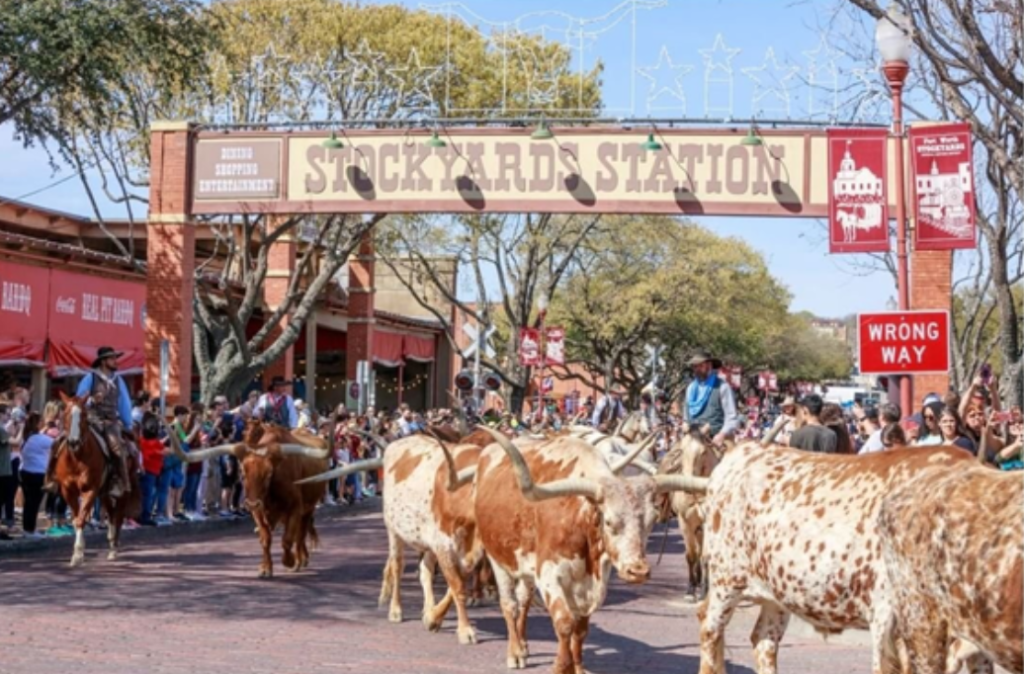 Forthworth longhorn herd