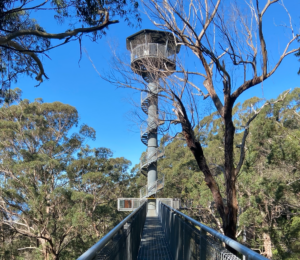 Illawarra Fly, near Wollongong, Australia, an interactive ecotourism experience that is supported by the ATDW in their marketing campaign for tourism (Photo Credit: Christos Anastasiou).