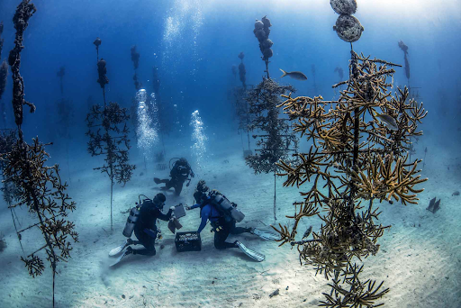 How can tourism make communities more climate resilient? Source: Coral Restoration Foundation. Coral Reconstruction initiatives. 