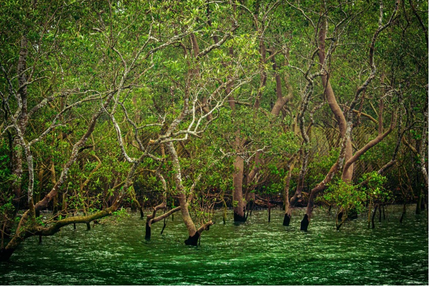 Sundarbans Forest in Bangladesh