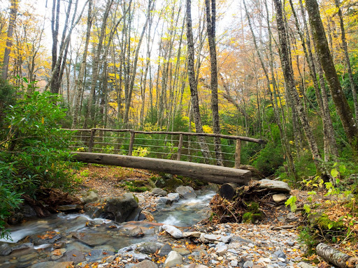 Teeming wildlife and beautiful natural landscapes are abundant along the Alum Caves Bluff Trail in the Great Smoky Mountains National Park.