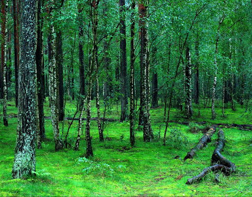 Tuchola Forest, taken by Unique Poland-Discover Beauty