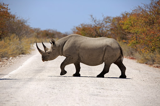 Black Rhino in Africa, closeup