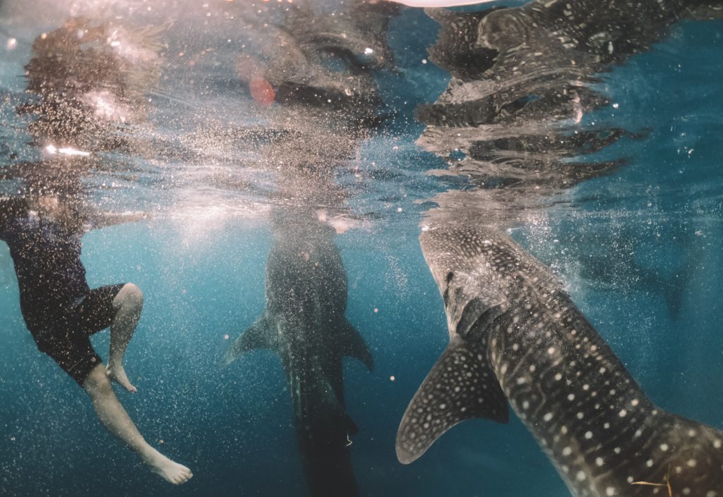 Swimming with whale sharks Mafia Island, Southern Tanzania