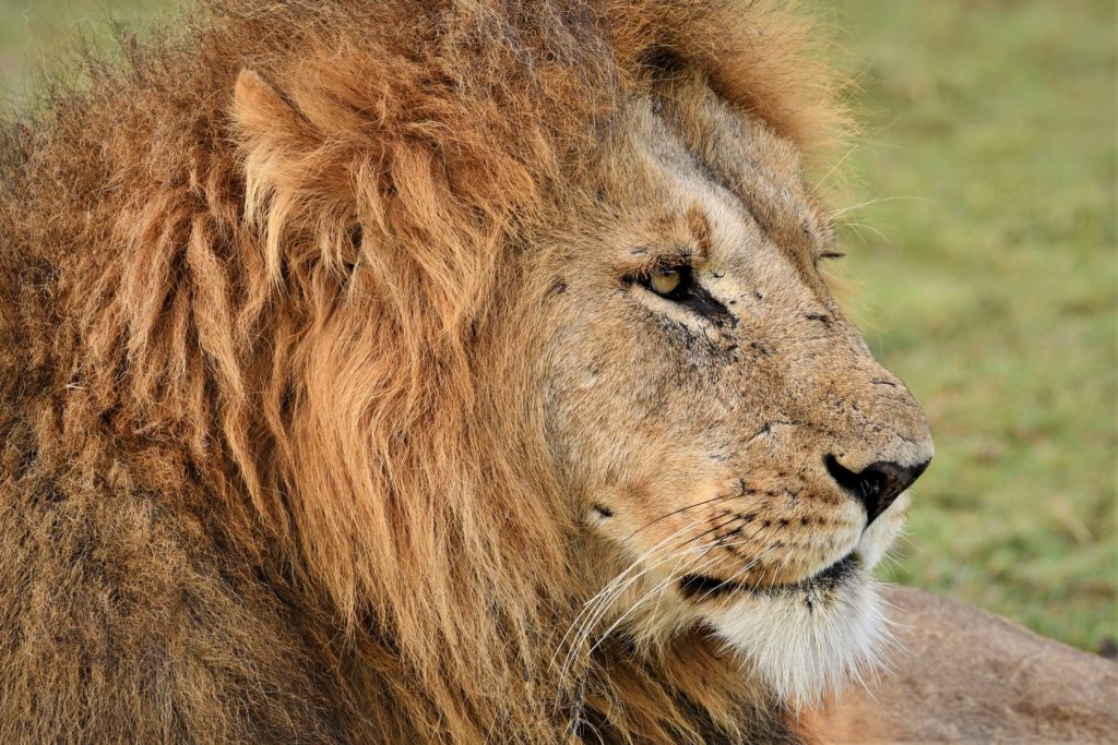 A resting lion in Nyerere National Park, Southern Tanzania