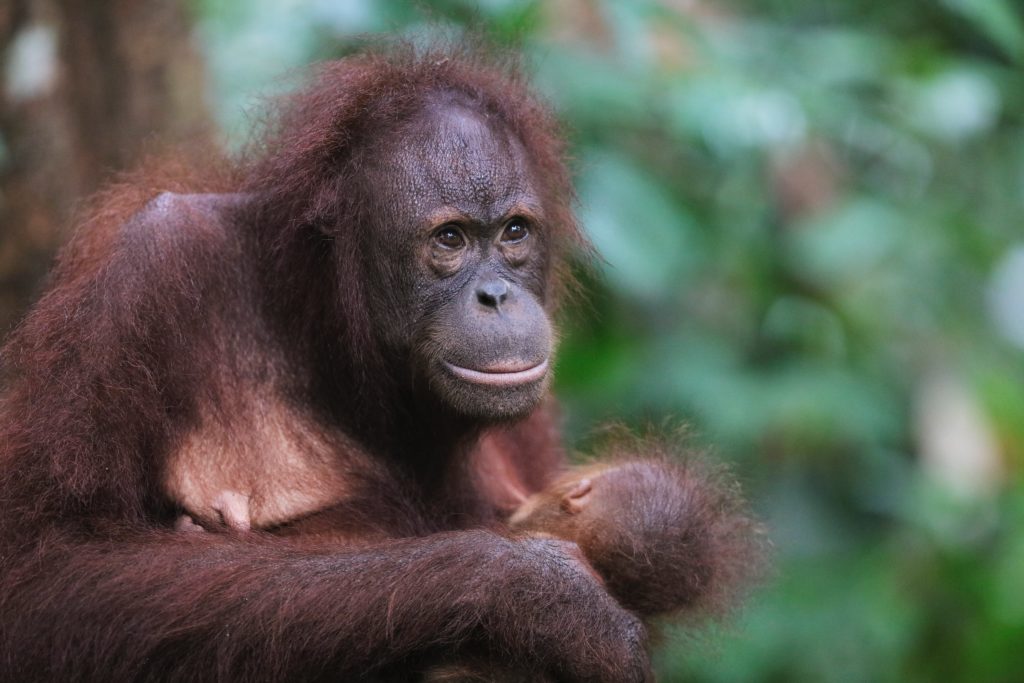 orangutan sustainable tourism conservation