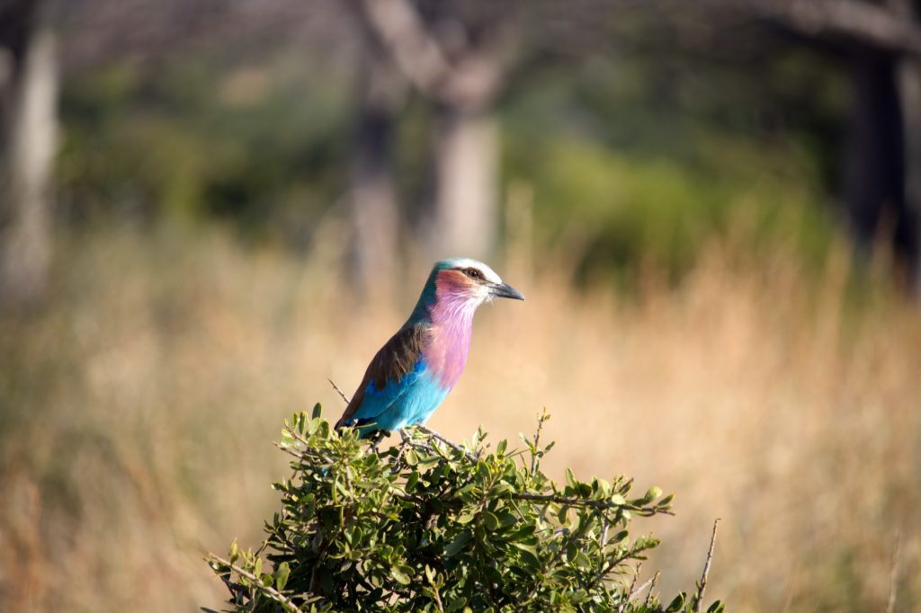 Lilac Breasted Roller, a beautiful bird that is a favorite among visitors to Southern Tanzania
