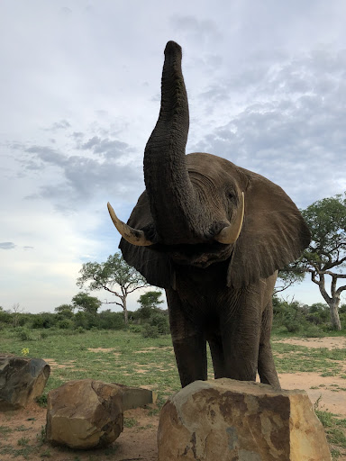 An elephant with its trunk in the air during the elephant experience at Camp Jabulani in South Africa. This experience contributes to the conservation of African wildlife.