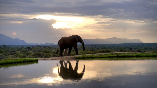An elephant at Camp Jabulani being led back to their sleeping area at sunset. There is a lake in front of the elephant with the elephant's reflection on the water and a sunset behind it. The program at Camp Jabulani helps conserve these animals and their habitat.