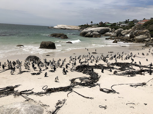about 100 penguins at Boulder Beach in South Africa. This area is know for its array of wildlife, making conservation extremely important here.