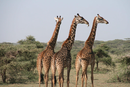 three giraffes in Africa tourism