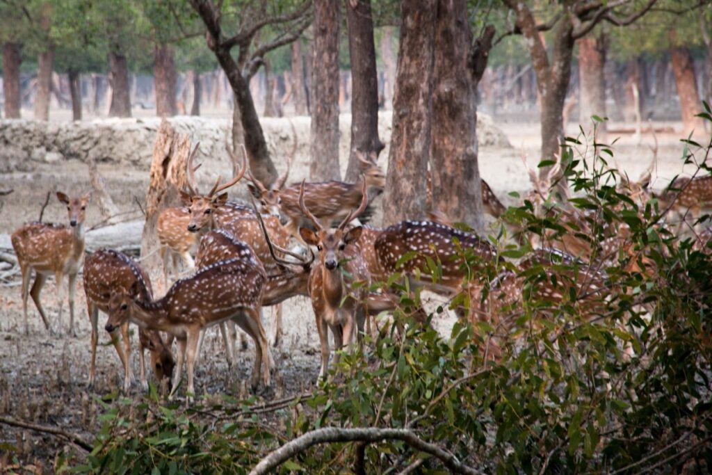 This picture is the Spotted deer in Sundarbans national park in Bangladesh