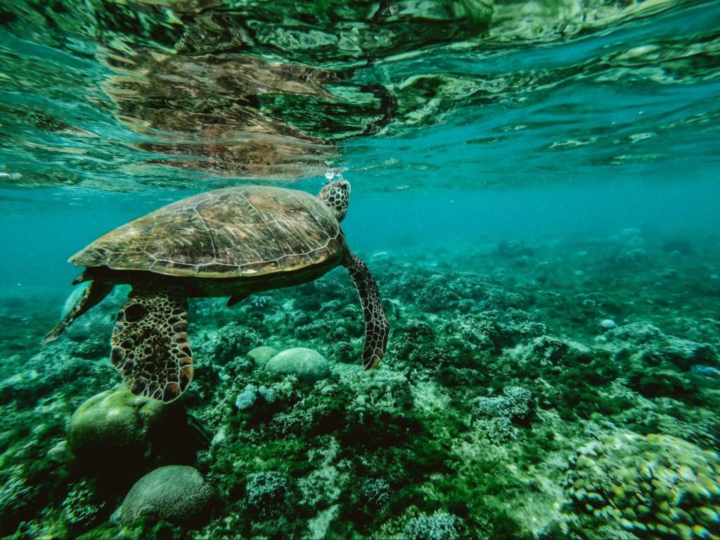 A sea turtle swims over top of a shallow-water reef, tourists love diving with turtles