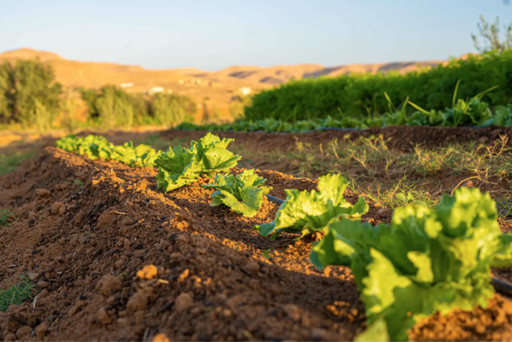 Environmentally friendly permaculture farming at guesthouse Domaine Ouled El Khil in Ghomrassen, Tunisia (Destination Dahar)