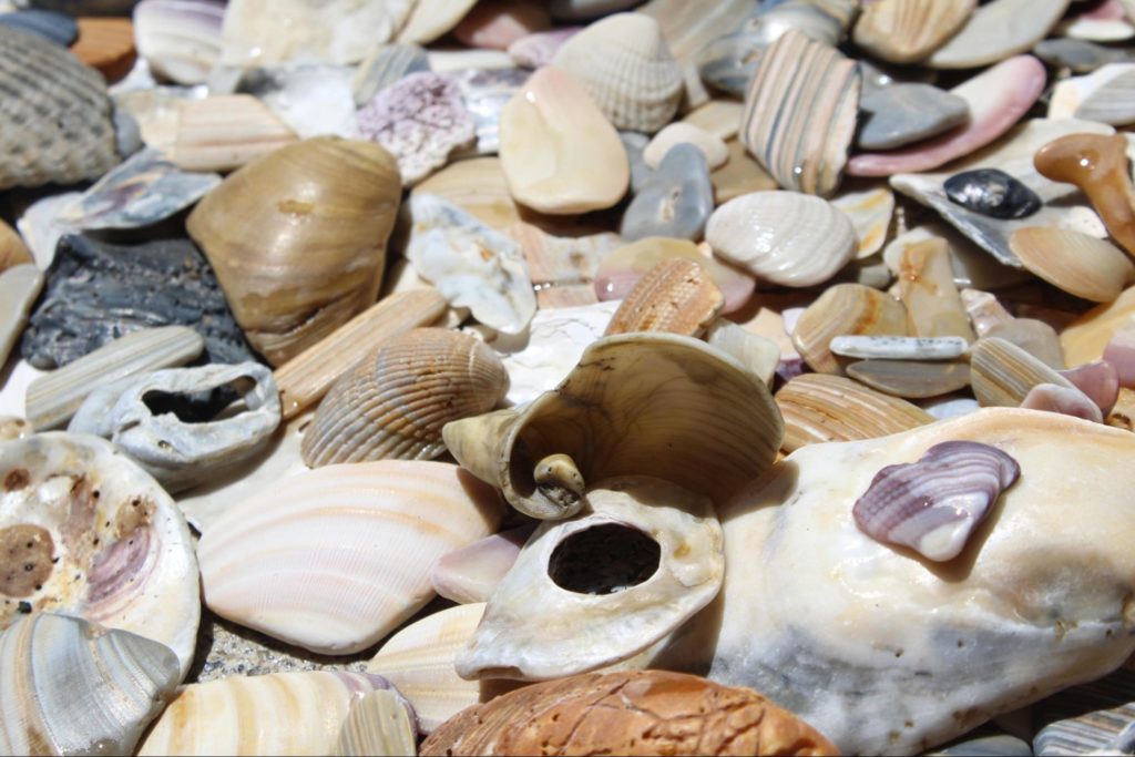 shells from the ocean