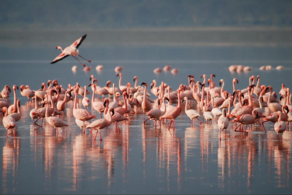  A flock of flamingos