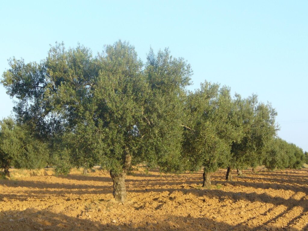  Author’s family Olive Orchard in Ouled Faiza, Monastir (Miled Faiza)