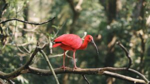 Innovations in birding tourism allow locals to benefit when tourists spot a Scarlet Ibis