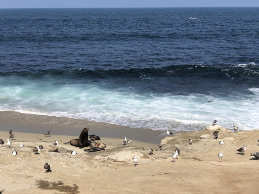 Sea lions on the beach at La Jolla Cove in Southern California, with sea lions playing in the surf. Tourism helps support the conservation of this colony of sea lions. 