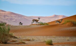A picturesque landscape of the Namib Desert.