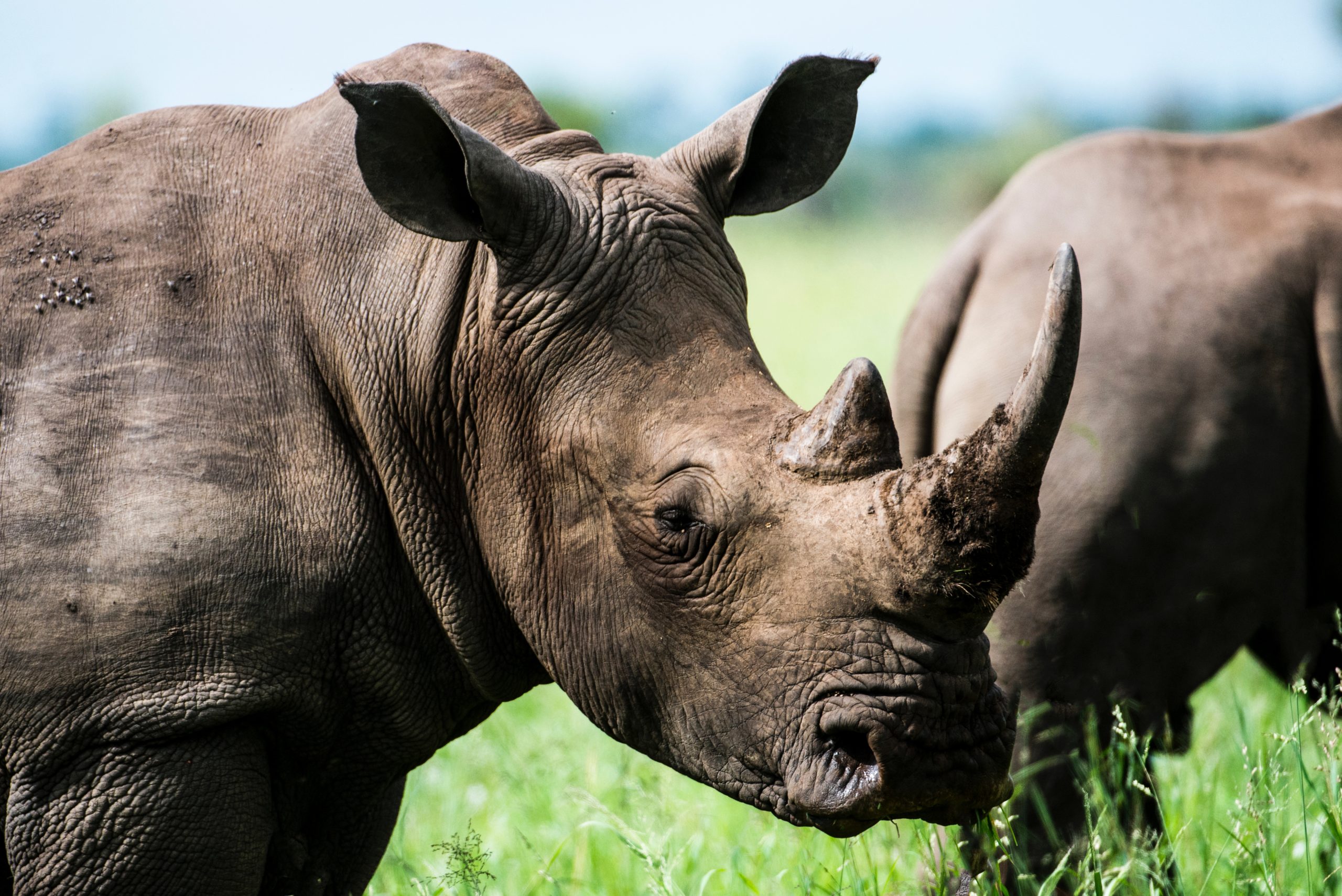 Rhinos on world wildlife day