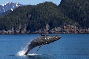 humpback whale jumping with a nature reserve in the background