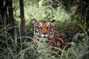 This picuture is the Sundarban Tiger in the forest.