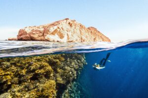 A scuba diver explores ocean ecosystems off the coast of Saudi Arabia