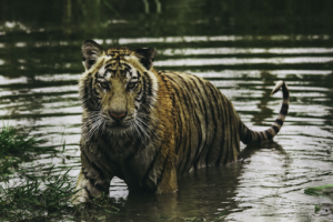 The endangered Bengal Tiger