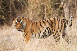 A Bengal Tiger in India. Innovations in conservation tourism have led local stakeholders to prioritize protecting them